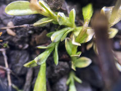 Gentiana prostrata