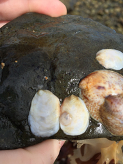 Crepidula plana