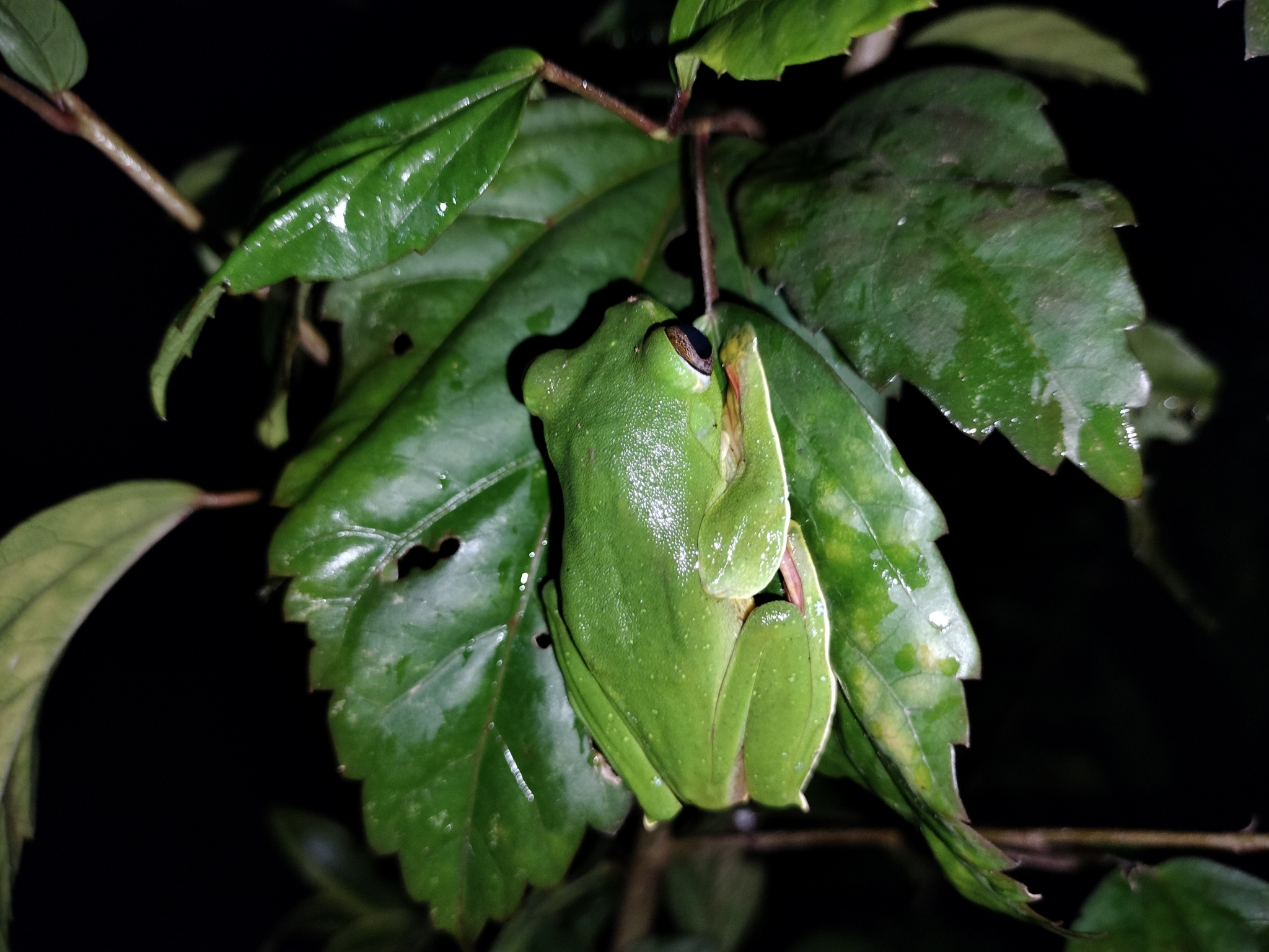 Malabar Gliding Tree Frog
