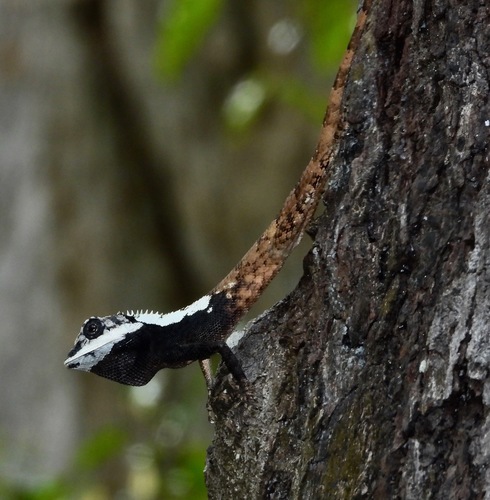 Ceylon Bloodsucker, Calotes ceylonensis