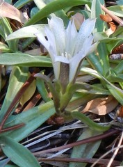 Gentiana newberryi