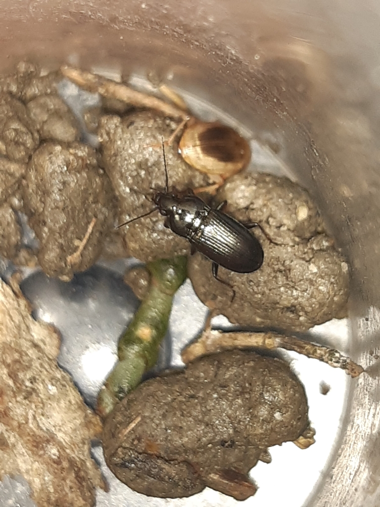Pogonus meridionalis