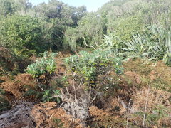 Macrolearia chathamica