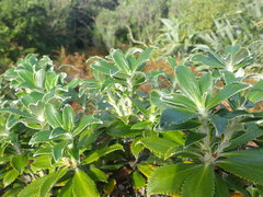 Macrolearia chathamica