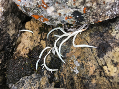 Thamnolia vermicularis vermicularis