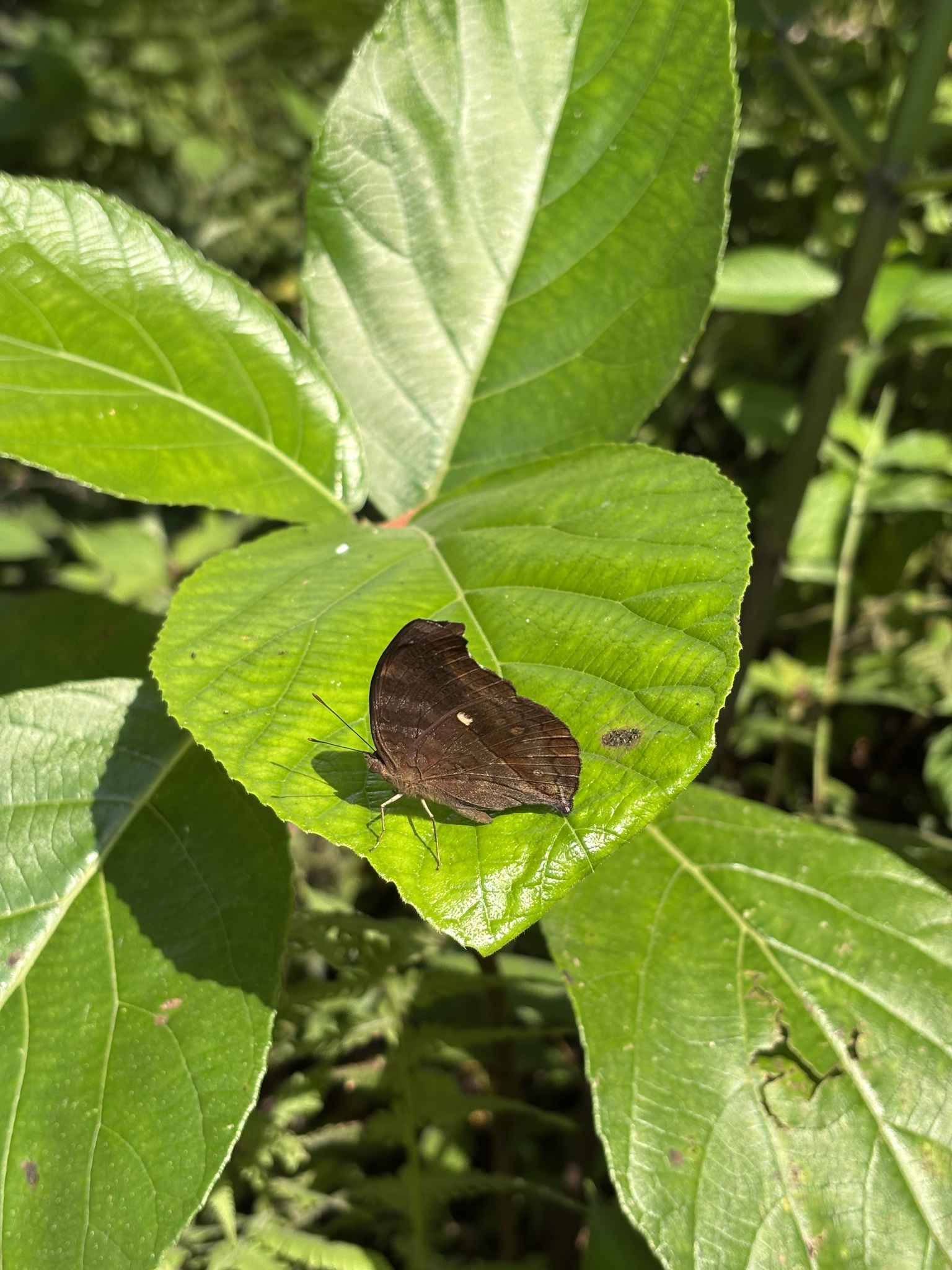 Chocolate Pansy