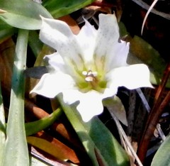 Gentiana newberryi