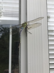 Anax junius