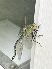 Anax junius