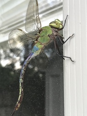 Anax junius