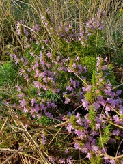 Satureja kitaibelii, photograph (c) Michael D. Pirie, some rights reserved (CC BY)