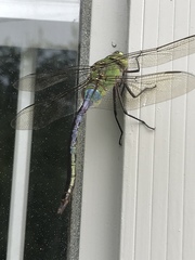 Anax junius