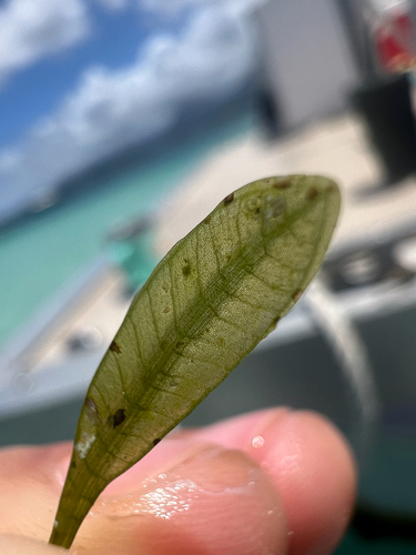 Halophila hawaiiana, 2025-05-02