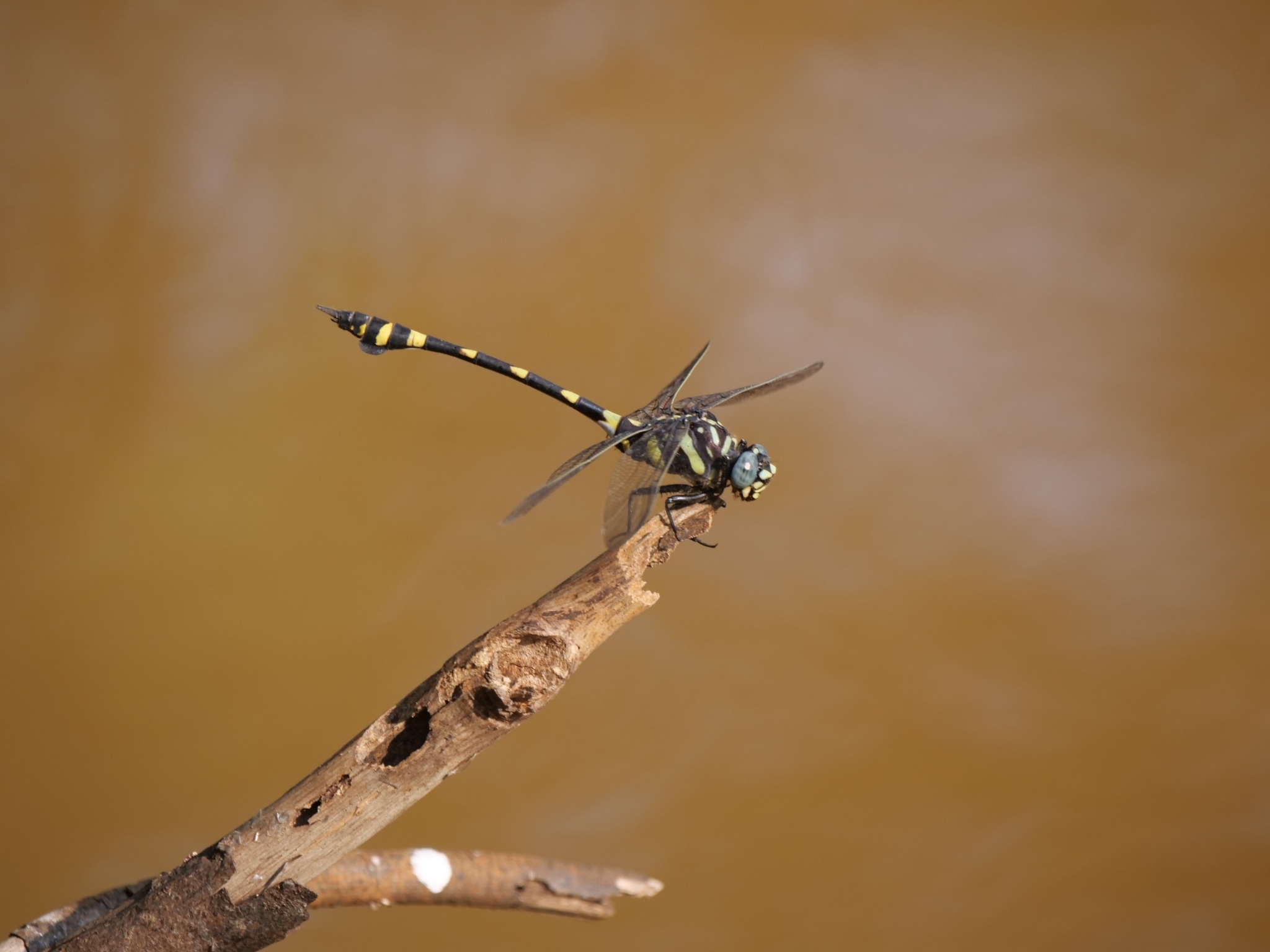 Indian Common Clubtail