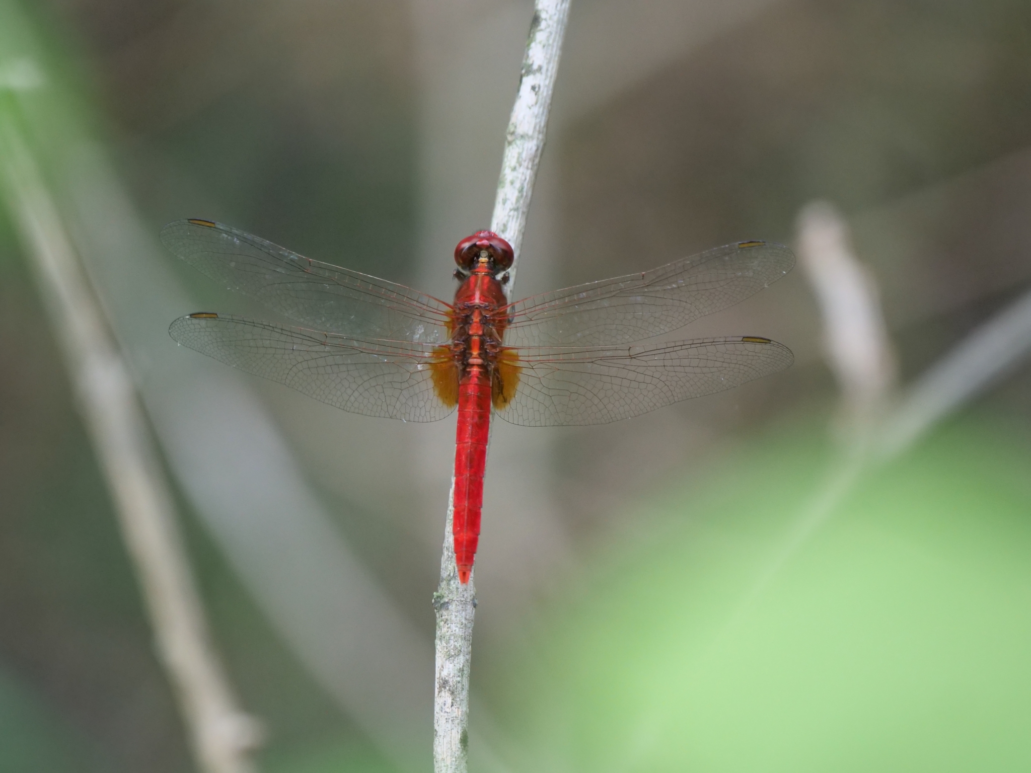 Rufous Marsh Glider