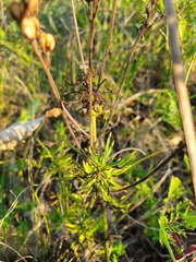 Veronica austriaca jacquinii