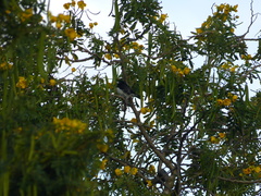 Sporophila luctuosa