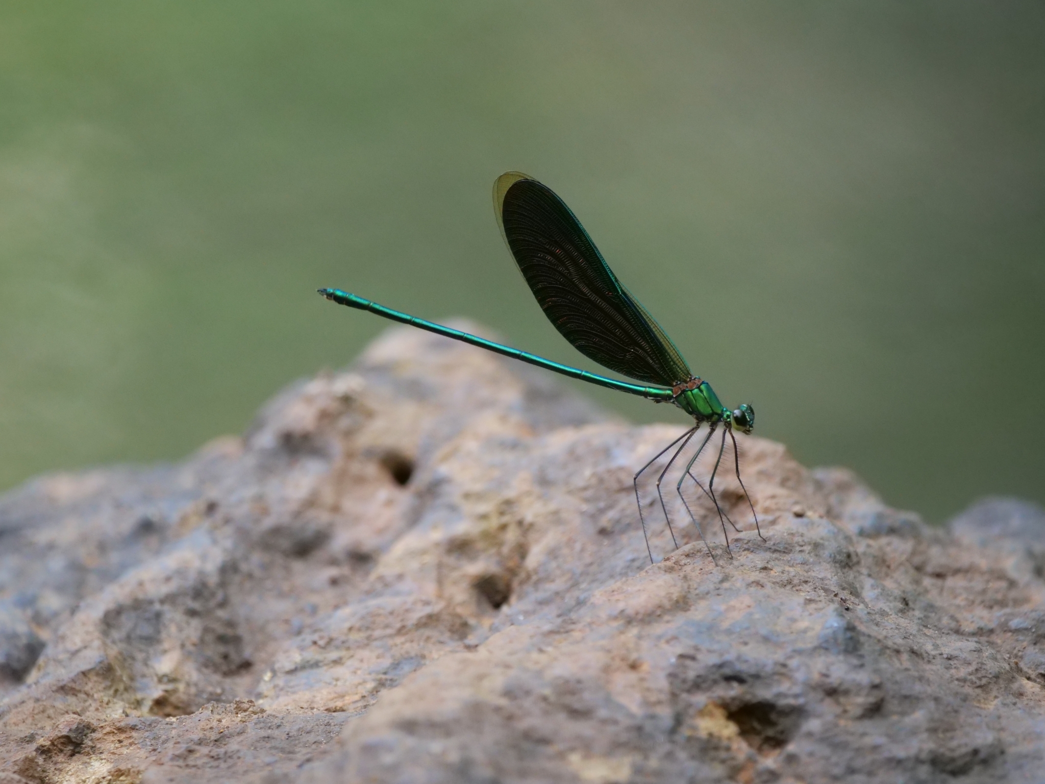 Green Metalwing