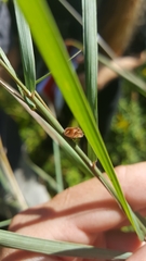 Homaemus aeneifrons