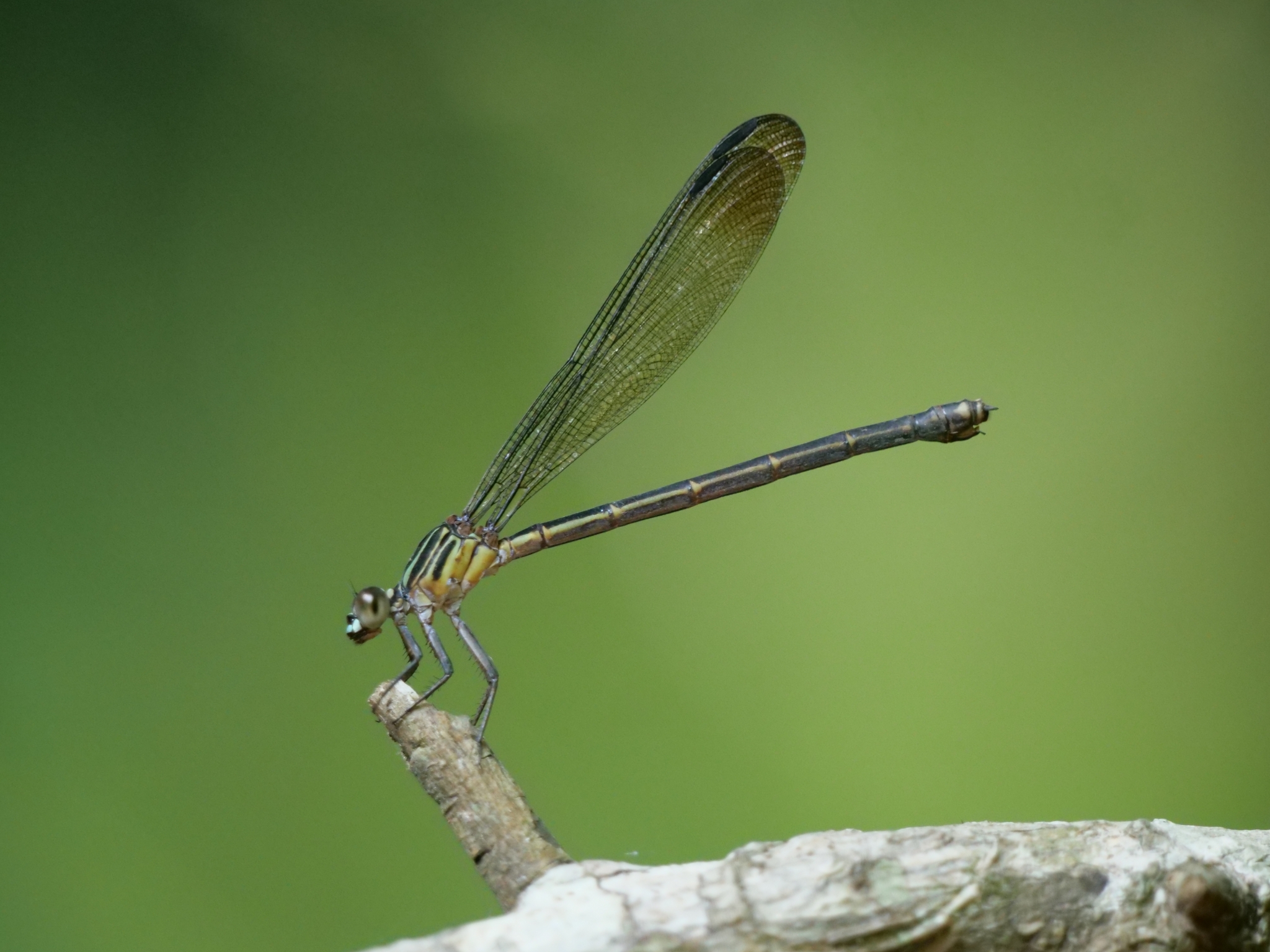 Malabar Satinwing