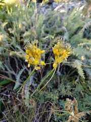 Allium flavum