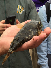 Sphoeroides maculatus