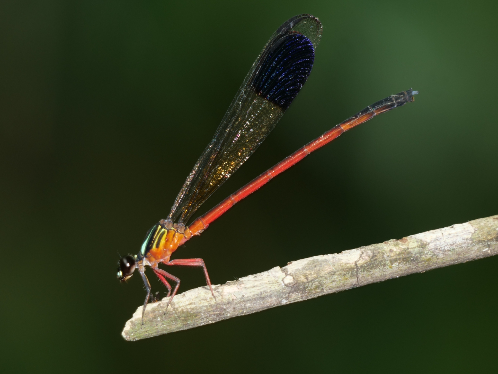 Malabar Satinwing