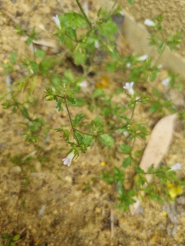Image of Campanula erinus by no rights reserved