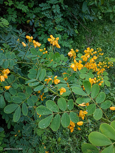 Senna pendula