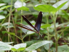 Matrona basilaris