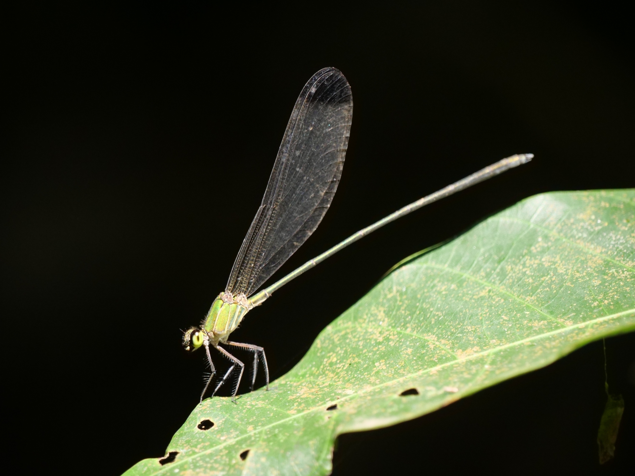 Black-Tip Flashwing
