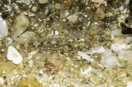 Pale silhouette goby (Silhouettea evanida) — Gobiidae — 4