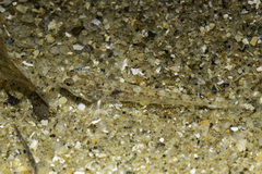Vanishing Silhouette Goby photo 4