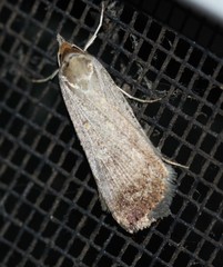 Tathorhynchus fallax