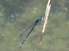 Enallagma semicirculare