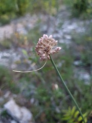 Allium rubriflorum