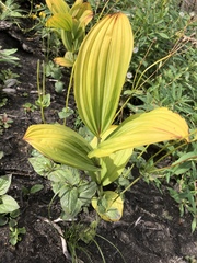 Veratrum viride eschscholtzianum
