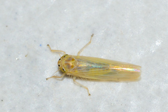 Dalbulus elimatus