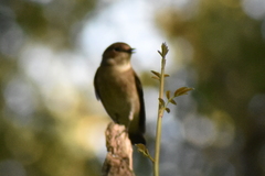 Ficedula