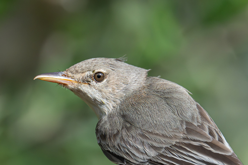 iNaturalist image