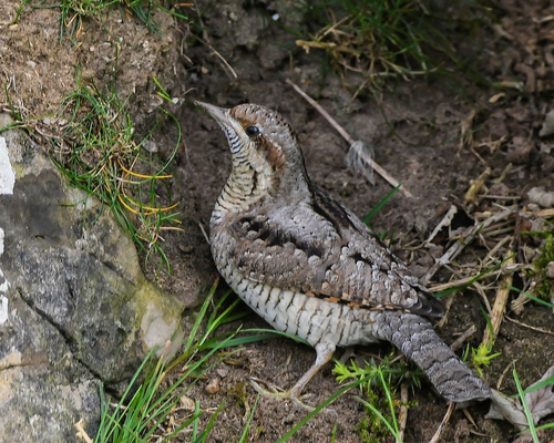 Torcecuello euroasiático (Jynx torquilla)