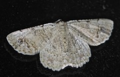 Aeolochroma melaleucae