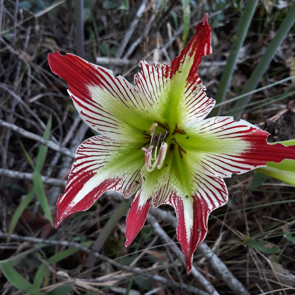 Hippeastrum psittacinum  iNaturalist