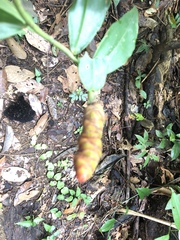 Costus woodsonii