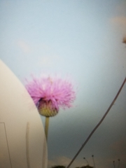 Cirsium texanum