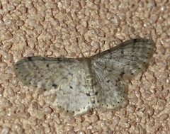 Idaea pilosata