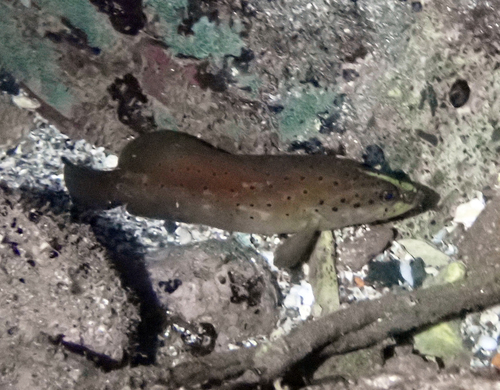 Soapfish (Rypticus subbifrenatus) — Serranidae — 5