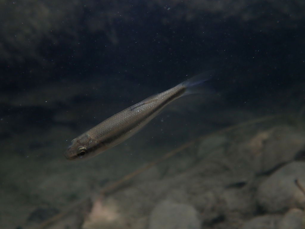 Italian Riffle Dace