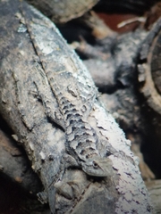 Sceloporus olivaceus