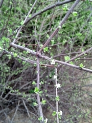 Forestiera angustifolia